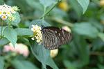 Dcim4620/DSC_5526