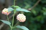 Dcim4620/DSC_5531