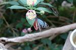 Dcim4620/DSC_5533