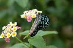 Dcim4620/DSC_5549