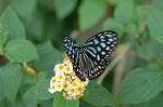 Dcim4620/DSC_5553