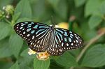 Dcim4620/DSC_5554