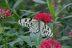 Dcim4620/DSC_5558