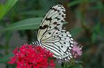 Dcim4620/DSC_5567