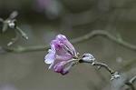 Dcim4631/DSC_6441
