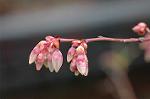 Dcim4632/DSC_6485