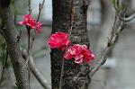 Dcim4641/DSC_7230