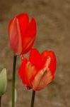 Dcim4642/DSC_7344