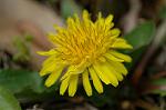 Dcim4643/DSC_7443