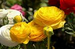 Dcim4651/DSC_8185