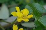 Dcim4685/DSC_1240