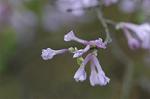Dcim4685/DSC_1305