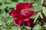 Dcim4686/DSC_1432
