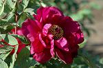 Dcim4686/DSC_1436