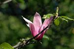 Dcim4687/DSC_1527