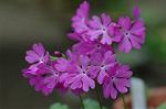 Dcim4736/DSC_5564