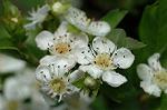 Dcim4736/DSC_5575