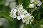 Dcim4736/DSC_5583