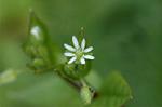 Dcim4736/DSC_5630