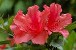 Dcim4756/DSC_7278