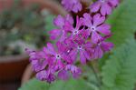 Dcim4756/DSC_7309