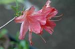 Dcim4756/DSC_7316
