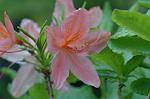 Dcim4756/DSC_7317