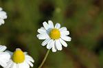 Dcim4757/DSC_7414