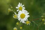 Dcim4758/DSC_7594