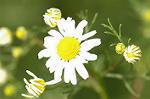 Dcim4758/DSC_7595