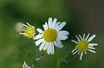 Dcim4758/DSC_7599