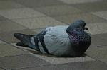 Dcim4788/DSC_9837