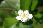 Dcim4795/DSC_0336