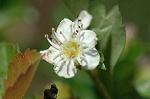 Dcim4795/DSC_0337