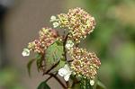 Dcim4795/DSC_0422