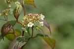 Dcim4795/DSC_0430