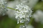 Dcim4796/DSC_0496