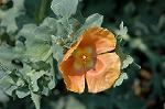 Dcim4796/DSC_0502
