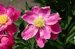 Dcim4796/DSC_0527
