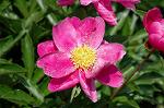 Dcim4796/DSC_0529