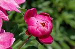 Dcim4796/DSC_0530