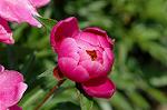 Dcim4796/DSC_0531