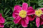Dcim4796/DSC_0532