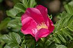 Dcim4797/DSC_0603