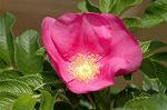 Dcim4797/DSC_0605