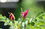 Dcim4797/DSC_0607