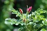 Dcim4797/DSC_0608
