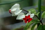 Dcim4797/DSC_0617