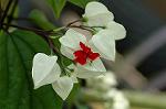 Dcim4797/DSC_0629