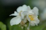 Dcim4803/DSC_0942